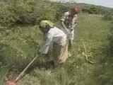 Village Man Fucked Old Neighbors Woman In Field